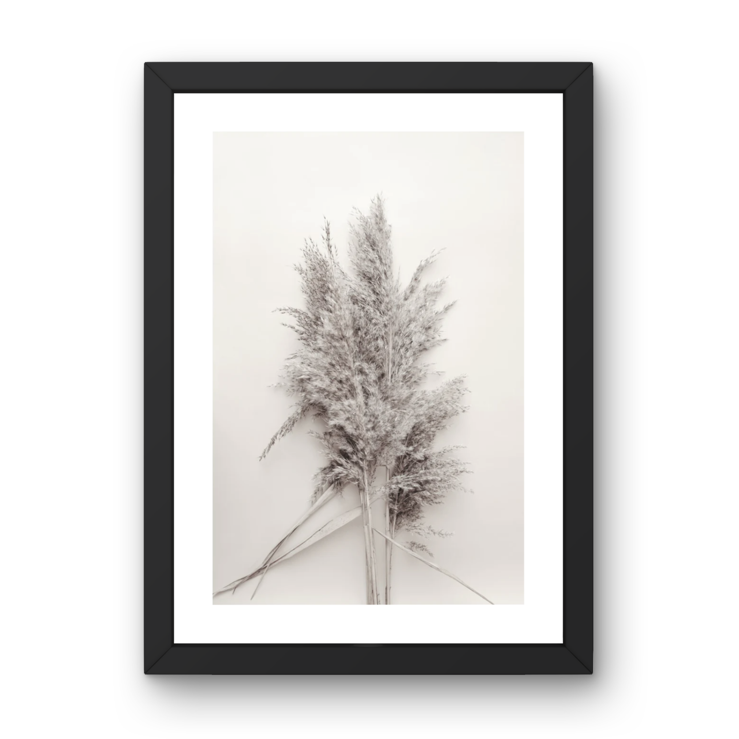 Soft Pampas