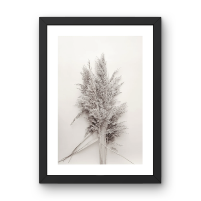 Soft Pampas