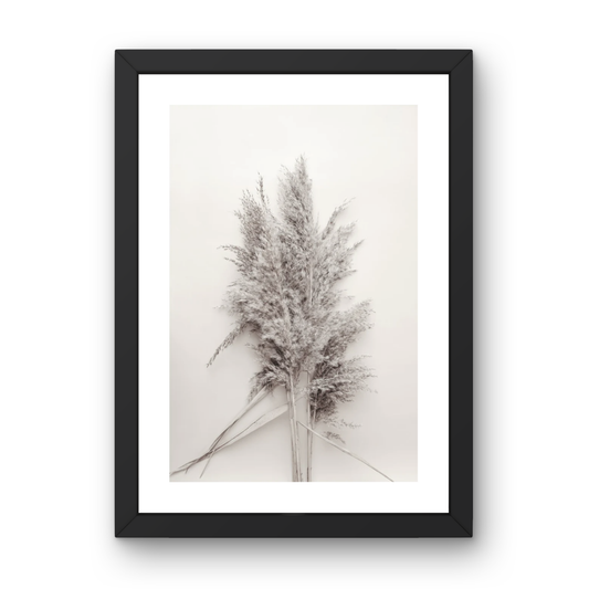 Soft Pampas