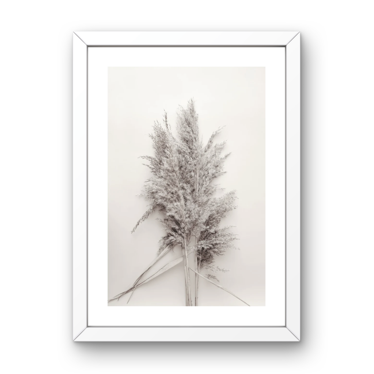 Soft Pampas