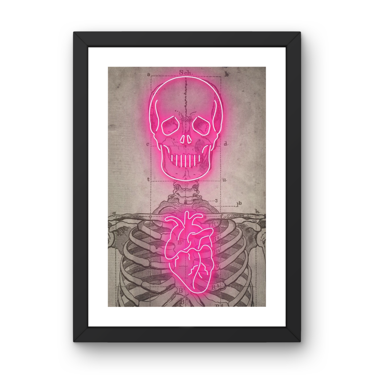 Neon Anatomy