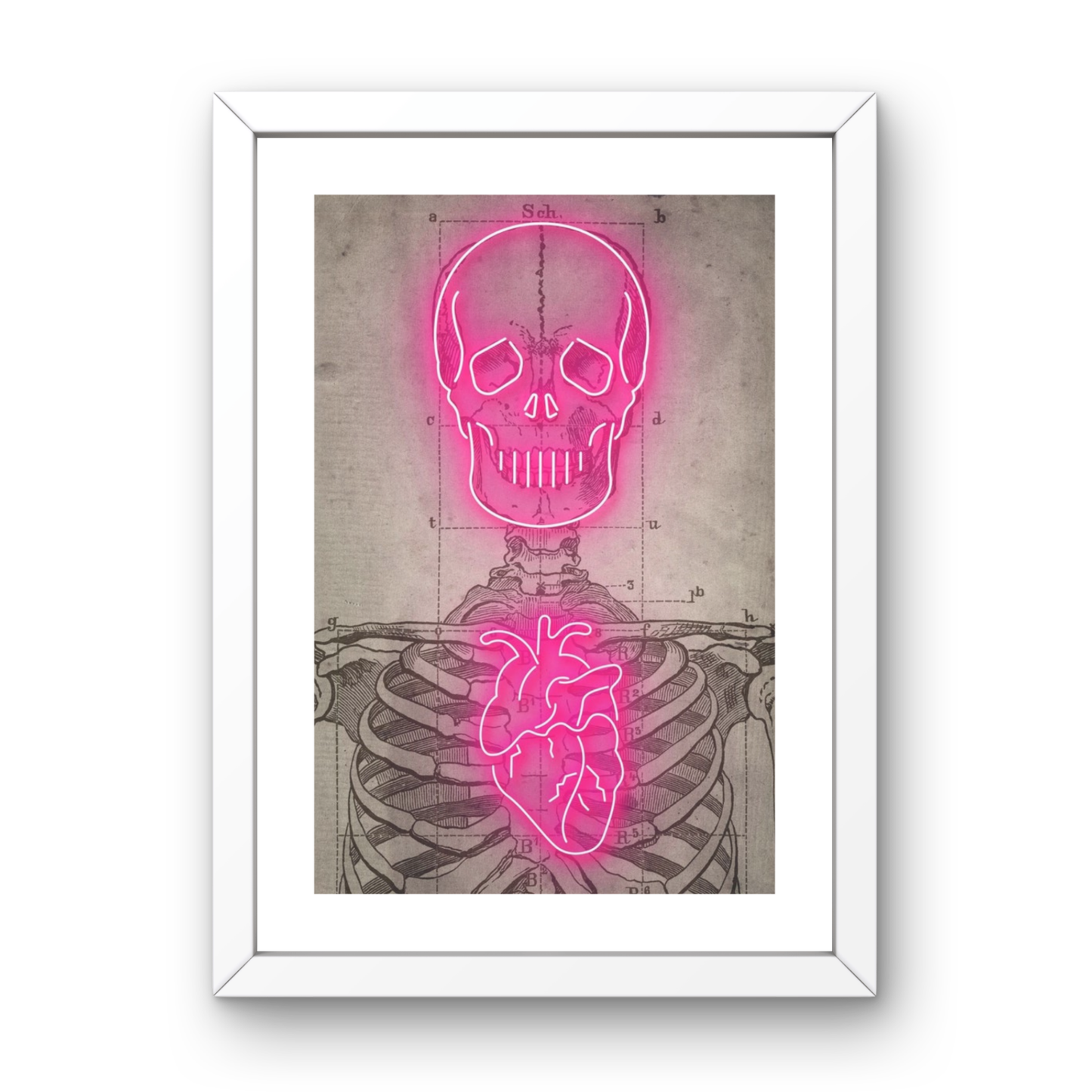 Neon Anatomy